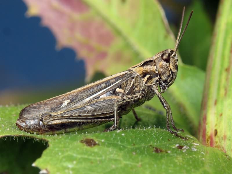 Orthoptera